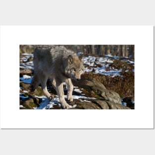 Timber Wolf Posters and Art